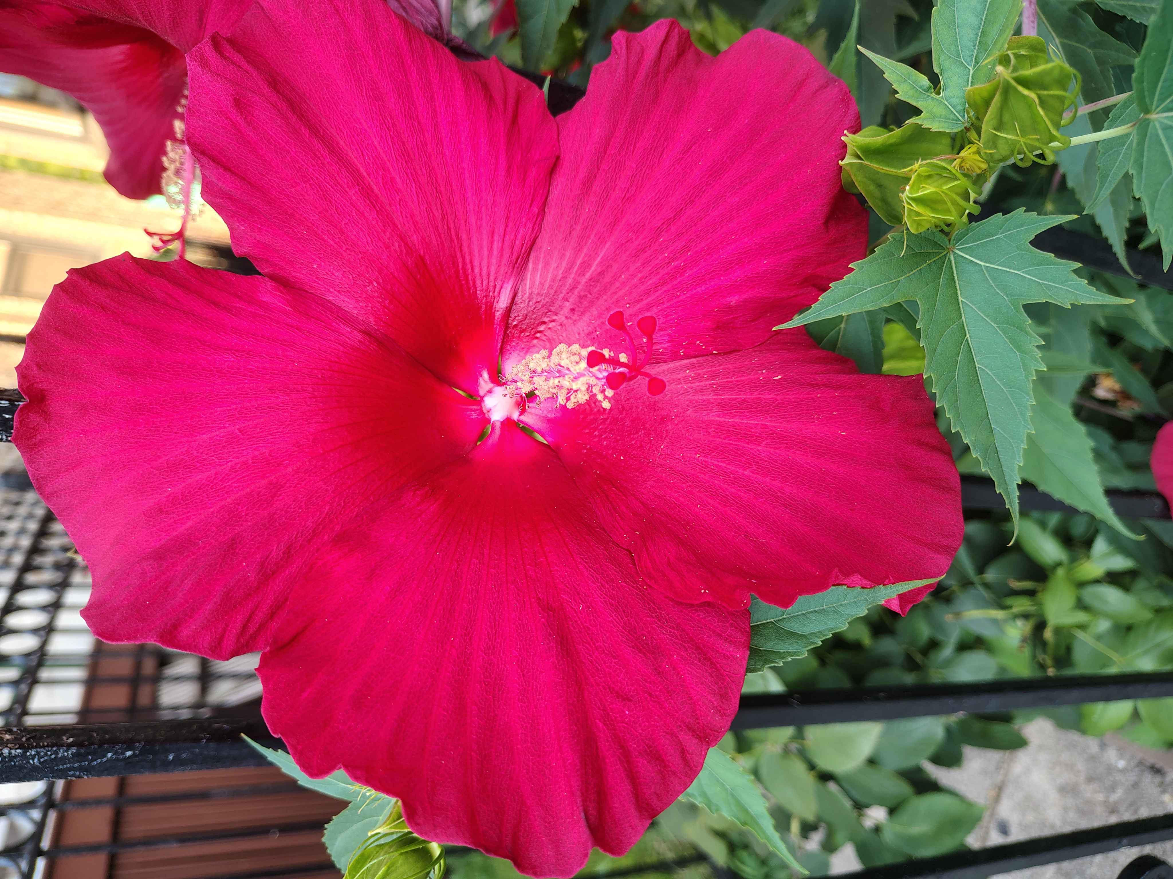 Closeup image of a pink flower